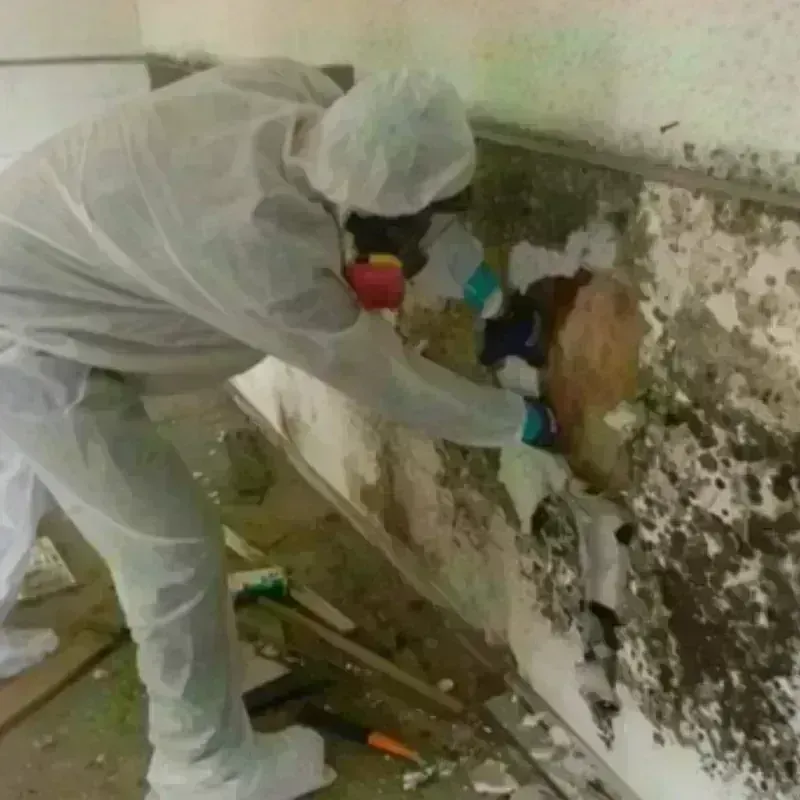 Mold Remediation and Removal in Mount Gay-Shamrock, WV